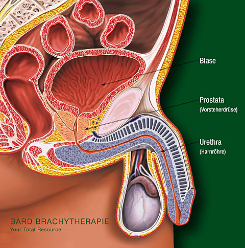 Anatomie des männlichen Urogenitaltraktes im Sagittalschnitt: Blase, Urethra und Prostata