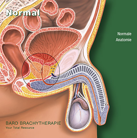 Normale Anatomie der Prostata